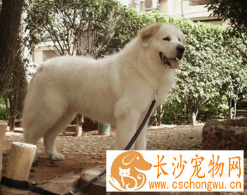 大白熊犬如何养 提供一个宽敞舒适的生活环境