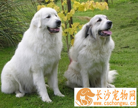 大白熊犬如何养 提供一个宽敞舒适的生活环境