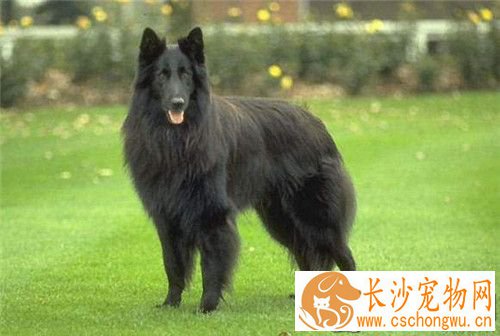 比利时牧羊犬幼犬喂养 不能吃太咸的东西