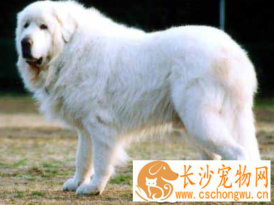 大白熊犬如何喂养 幼犬吃牛奶容易引起拉稀