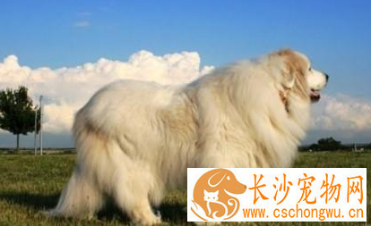 大白熊犬如何喂养 幼犬吃牛奶容易引起拉稀
