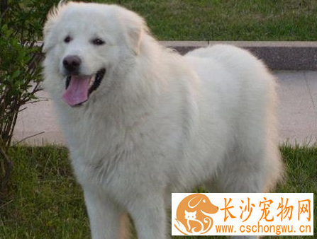 大白熊犬如何喂养 幼犬吃牛奶容易引起拉稀