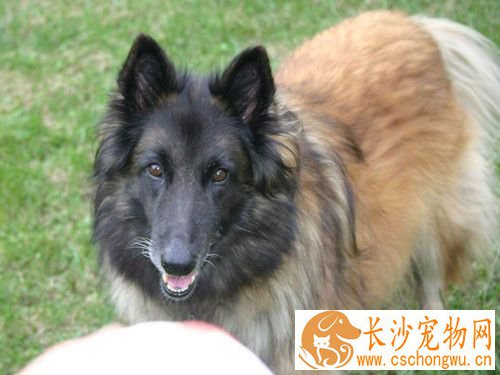 比利时牧羊犬幼犬喂养 不能吃太咸的东西