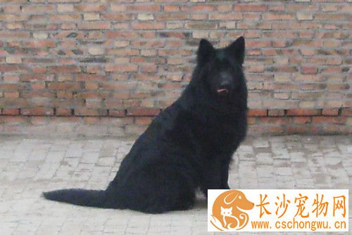 比利时牧羊犬幼犬喂养 不能吃太咸的东西