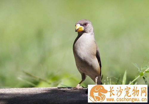 怎样养蜡嘴雀 蜡嘴雀主食以谷类为主