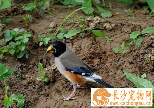 怎样养蜡嘴雀 蜡嘴雀主食以谷类为主
