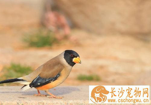 蜡嘴雀驯养 每天需要喂少量青菜和苹果