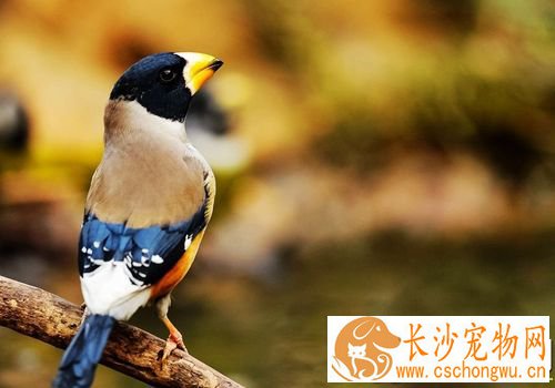 蜡嘴雀驯养 每天需要喂少量青菜和苹果