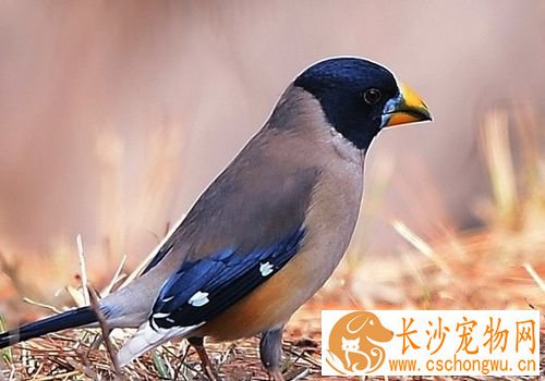 蜡嘴雀驯养 每天需要喂少量青菜和苹果
