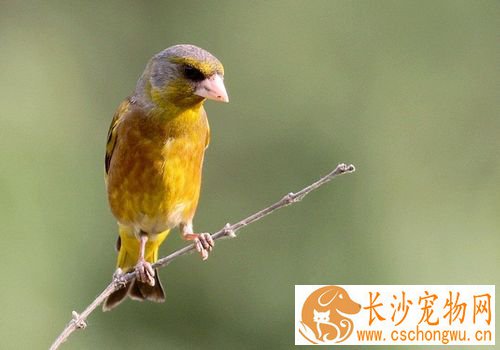 金翅雀驯养 金翅雀的鸟笼每周应清扫一次