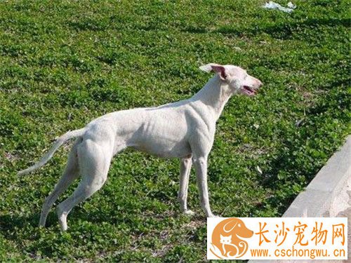 惠比特幼犬饲养 每天应该有肉类350到400克
