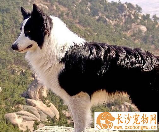 边境牧羊犬幼犬喂养 前30天主要以母乳为生