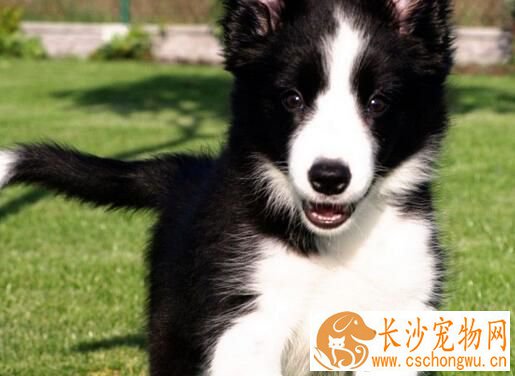 边境牧羊犬幼犬喂养 前30天主要以母乳为生