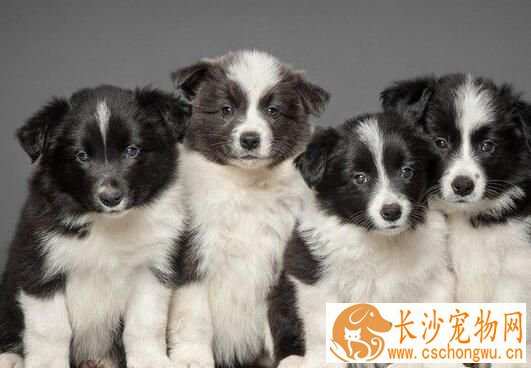 边境牧羊犬幼犬喂养 前30天主要以母乳为生