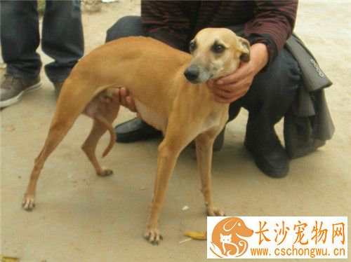 惠比特幼犬饲养 每天应该有肉类350到400克