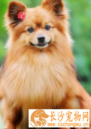 博美犬怎么喂养 喂食要定时定量营养要平衡