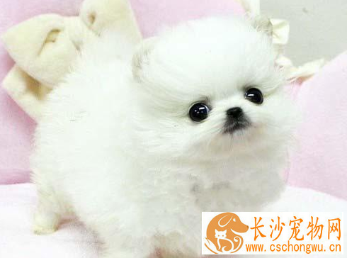 博美犬怎么喂养 喂食要定时定量营养要平衡