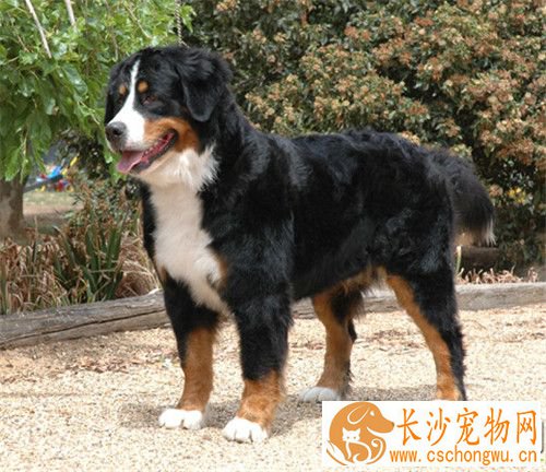 伯恩山犬如何饲养 不要随意添加一些食品或是肉罐