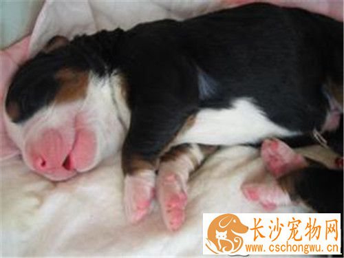 伯恩山犬如何饲养 不要随意添加一些食品或是肉罐