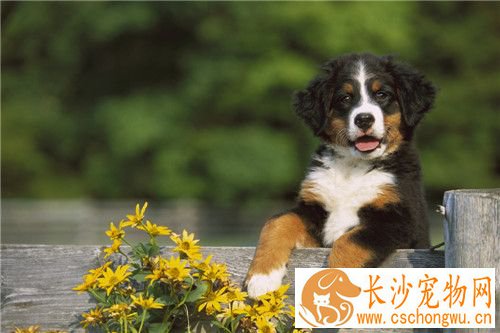 伯恩山犬如何饲养 不要随意添加一些食品或是肉罐