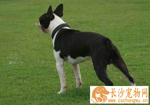 波士顿梗幼崽饲养 小型的需供肉食200到250克