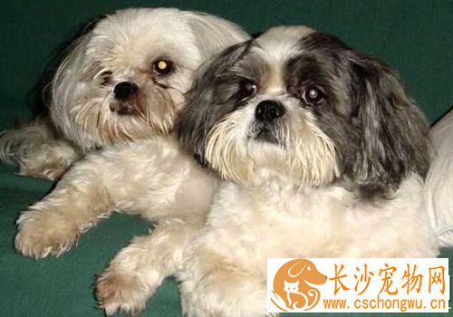 西施犬怎么喂养 根据西施犬身体情况选择狗粮