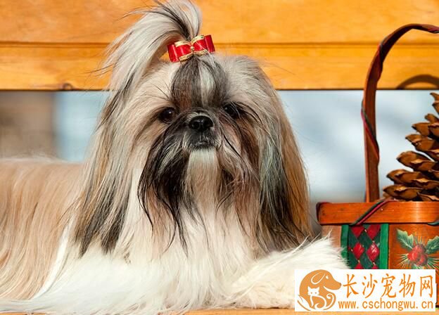 西施犬怎么喂养 根据西施犬身体情况选择狗粮