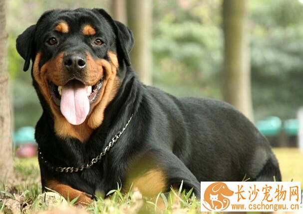 罗威纳犬幼犬喂养 1到2月龄的每天应喂五次
