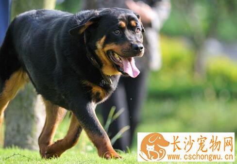 罗威纳犬幼犬喂养 1到2月龄的每天应喂五次