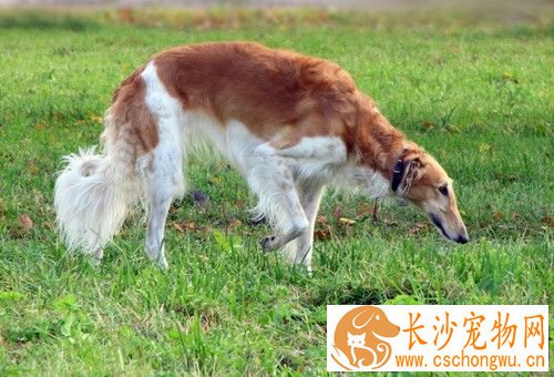 苏俄猎狼犬饲养 幼年时期的营养是最为重要