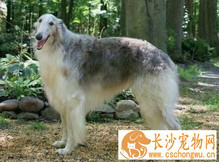 苏俄猎狼犬饲养 幼年时期的营养是最为重要