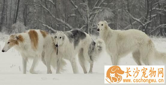 苏俄猎狼犬饲养 幼年时期的营养是最为重要