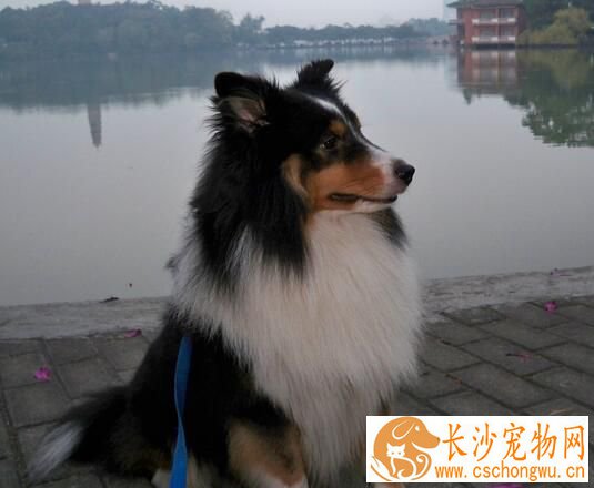 喜乐蒂牧羊犬喂养 不能长期饲喂单一的饲料
