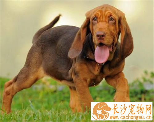寻血猎犬如何饲养 给予充足的水是十分重要的