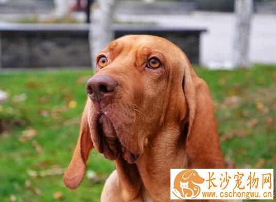 寻血猎犬如何饲养 给予充足的水是十分重要的