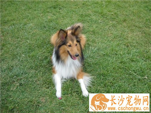 喜乐蒂牧羊犬喂养 不能长期饲喂单一的饲料