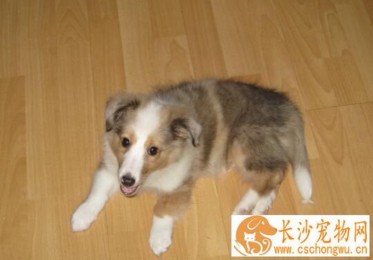 喜乐蒂牧羊犬喂养 不能长期饲喂单一的饲料