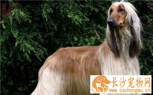 阿富汗猎犬别名 阿富汗猎犬又名喀布尔犬