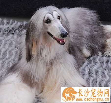 阿富汗猎犬别名 阿富汗猎犬又名喀布尔犬