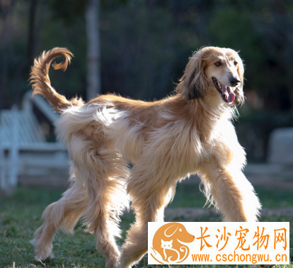 阿富汗猎犬别名 阿富汗猎犬又名喀布尔犬