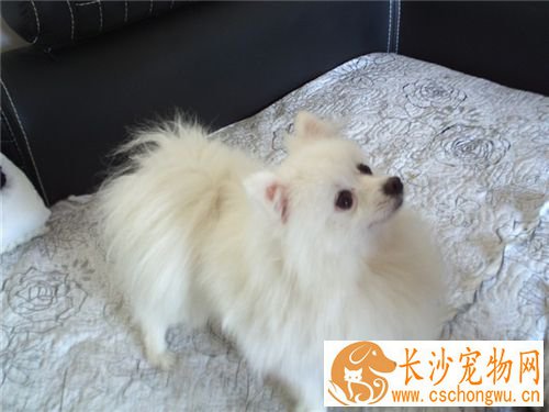 银狐犬怎样喂养 不要在银狐犬吃食时打扰它