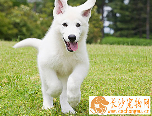 银狐犬怎样喂养 不要在银狐犬吃食时打扰它