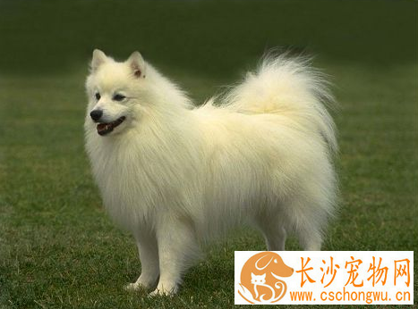 银狐犬怎样喂养 不要在银狐犬吃食时打扰它
