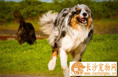 澳洲牧羊犬适合家养吗 可以作为家庭伴侣来养