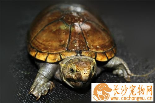 怎么才能养好乌龟 养乌龟水面不要高过龟壳