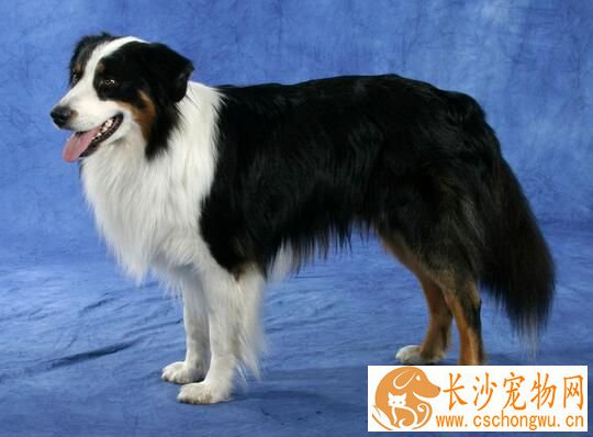 澳洲牧羊犬适合家养吗 可以作为家庭伴侣来养