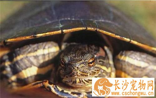 夏天怎么养乌龟 夏天养乌龟要及时更换池水