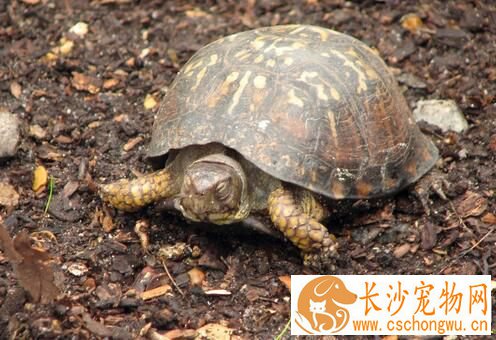 夏天怎么养乌龟 夏天养乌龟要及时更换池水