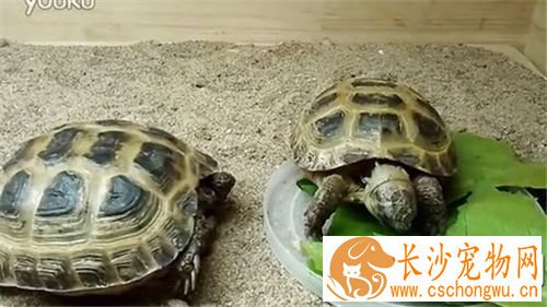 夏天乌龟怎么养 夏天不要喂食动物性饲料