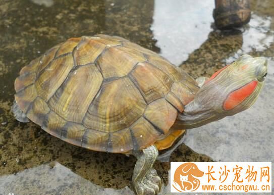 夏天乌龟怎么养 夏天不要喂食动物性饲料